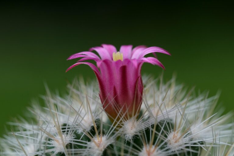 Mammillaria in fiore con coroncine di fiori rosa su una pianta grassa.