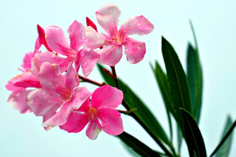 Talea di oleandro in acqua con radici, evidenziando il lattice tossico della pianta.