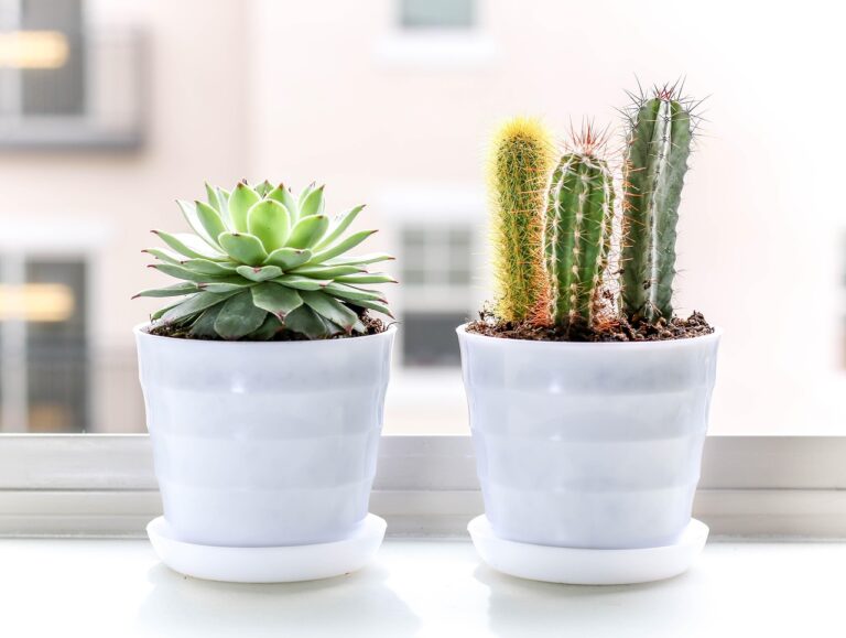 Tronchetto porta fortuna e cactus: piante simboliche per regalare positività e protezione.