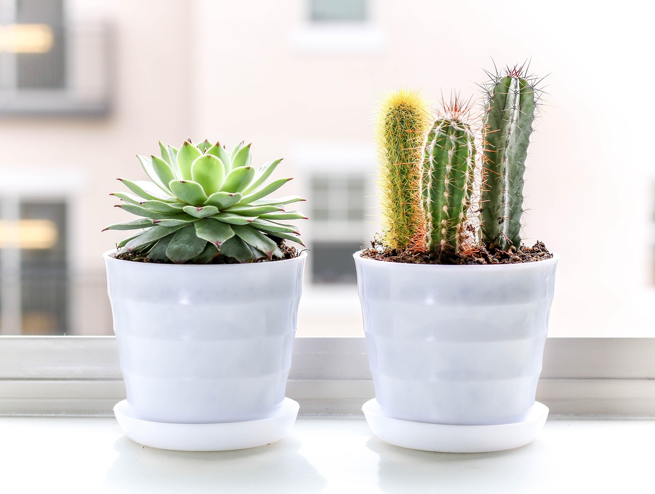 Tronchetto porta fortuna e cactus: piante simboliche per regalare positività e protezione.