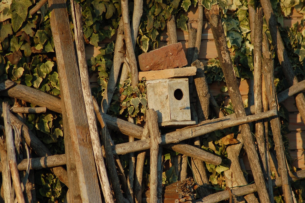 Pettirosso su un ramo vicino a una casetta nido con ingresso basso.