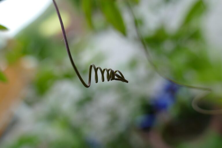 Glicine giovane in crescita, non fiorito, simbolo di attesa per la fioritura dopo 10 anni.