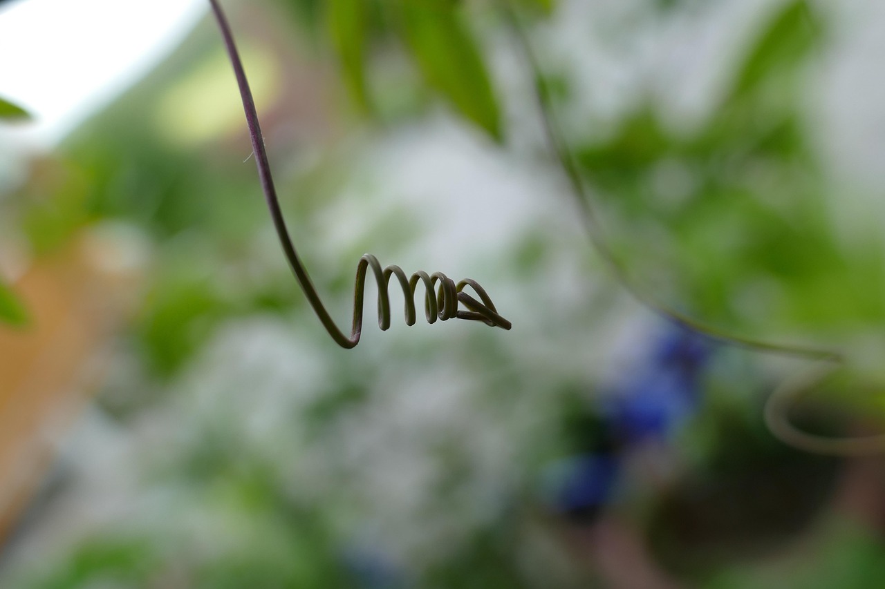 Glicine giovane in crescita, non fiorito, simbolo di attesa per la fioritura dopo 10 anni.