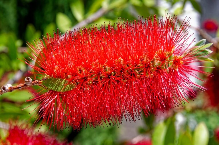 Fiori rossi di Callistemon, pianta scovolino, che attirano api e farfalle in un giardino fiorito.
