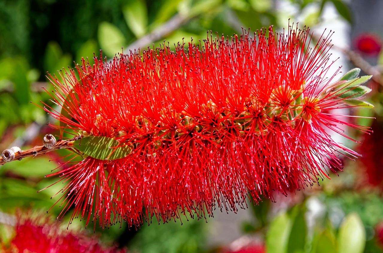 Fiori rossi di Callistemon, pianta scovolino, che attirano api e farfalle in un giardino fiorito.