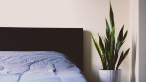 Sansevieria e Aloe in una camera da letto, piante che purificano l'aria e migliorano la qualità ambientale.