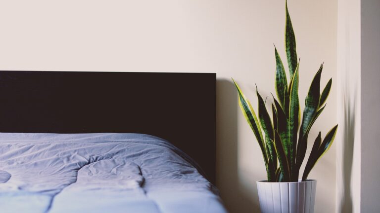 Sansevieria e Aloe in una camera da letto, piante che purificano l'aria e migliorano la qualità ambientale.