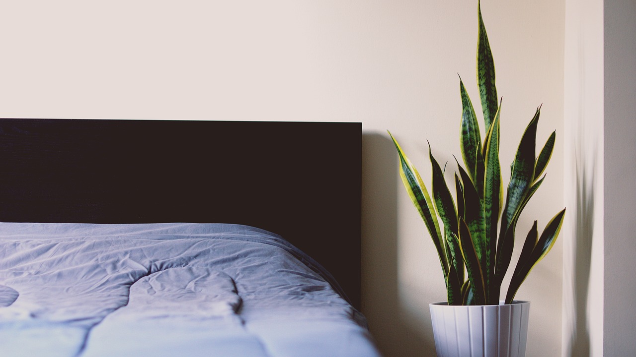 Sansevieria e Aloe in una camera da letto, piante che purificano l'aria e migliorano la qualità ambientale.