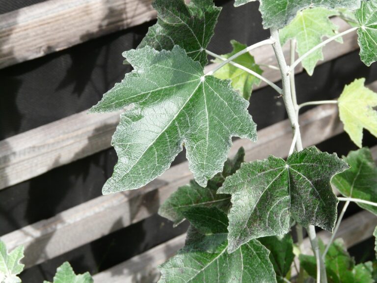 Foglie di piante colpite da mal bianco, con polvere bianca visibile, suggerendo trattamento con zolfo.