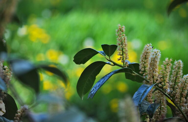 Lauroceraso, pianta da siepe a crescita veloce, con foglie verdi e sane in giardino.