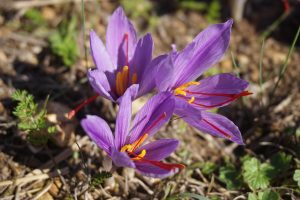 Bulbo di zafferano in vaso con fiori viola, simbolo della coltivazione autunnale.
