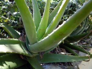 Pianta di aloe vera con foglie marroni, segno di eccesso di sole diretto.