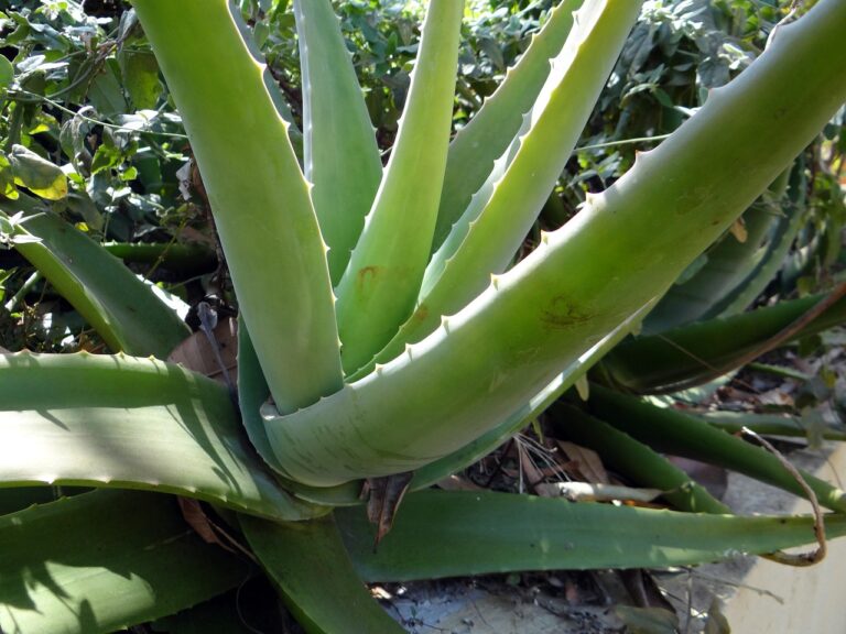 Pianta di aloe vera con foglie marroni, segno di eccesso di sole diretto.