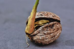Nocciolo di avocado in fase di germinazione in un vaso con acqua e stuzzicadenti.