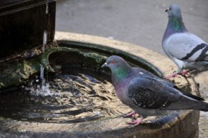Uccellini che bevono acqua da una fonte in un paesaggio invernale innevato.