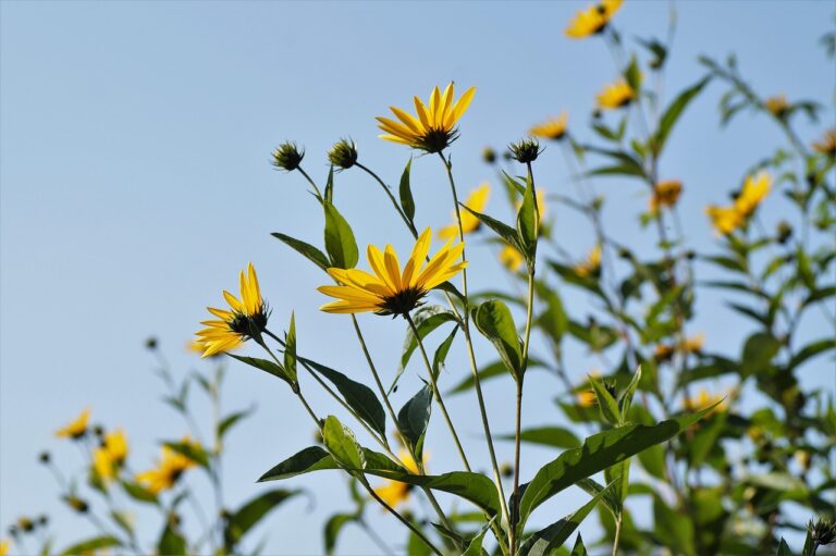 Fiori gialli di topinambur con tuberi visibili nel terreno, simbolo di una coltivazione rigogliosa.