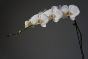 Orchidea con radici argentee, segno di sete; radici verdi indicano una pianta sana e ben innaffiata.