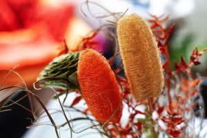 Luffa in crescita nel giardino, simile a una zucchina verde, pronta per essere raccolta.