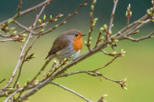 Pettorossa che mangia una pallina di strutto e semi appesa a un albero in inverno.
