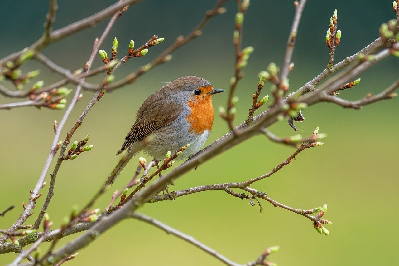 Pettorossa che mangia una pallina di strutto e semi appesa a un albero in inverno.