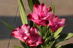 Curcuma in vaso con fiori gialli e arancioni, splendidi e duraturi per mesi.