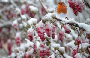 Pettirosso che canta su un ramo, simbolo dell'inverno imminente.