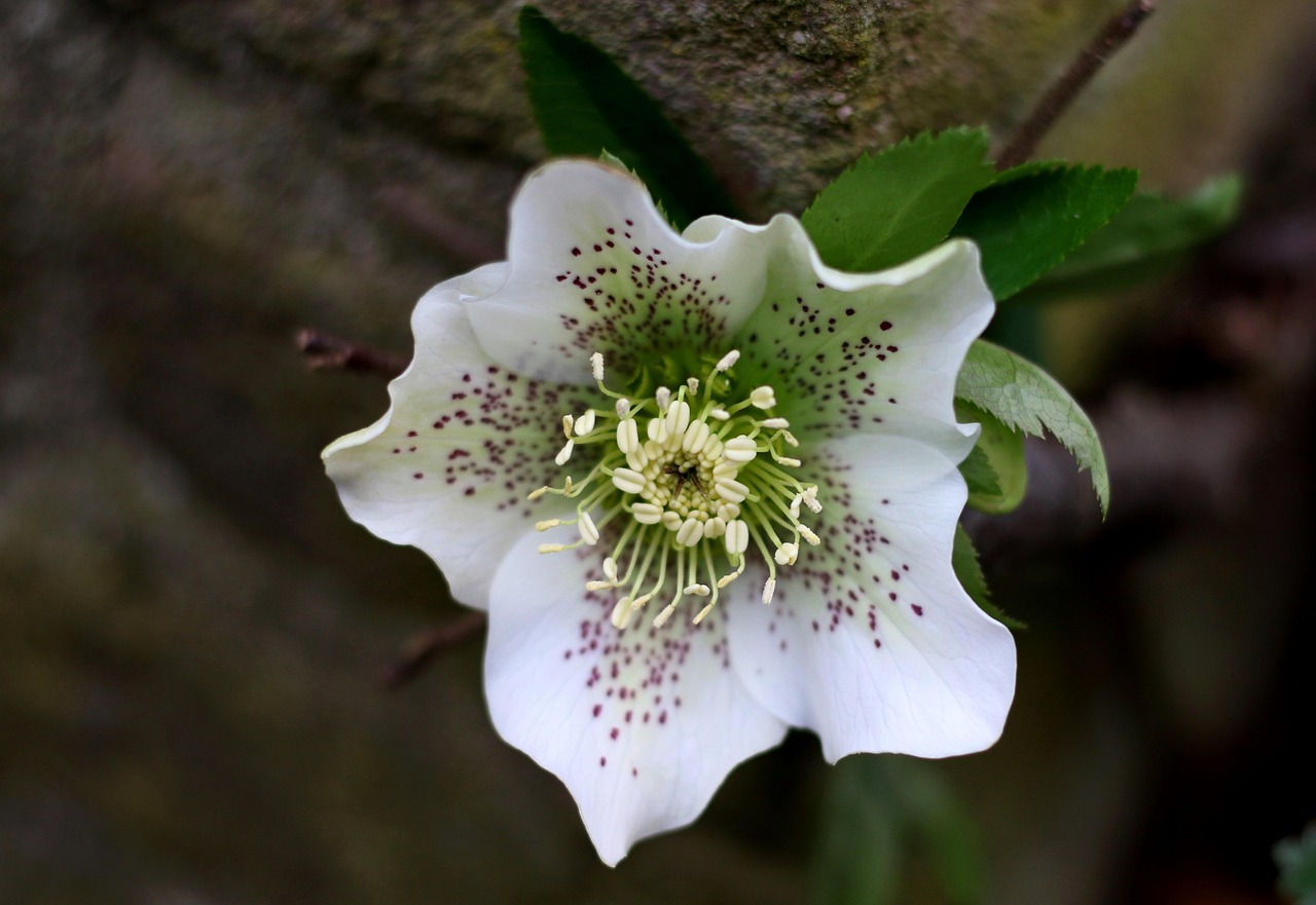 Elleboro e Calicanto in fiore, simboli di bellezza invernale.