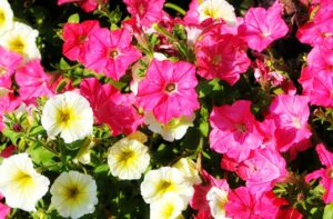 Surfinie appiccicose con fiori secchi rimossi, pronte a fiorire nuovamente.