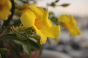 Dipladenia protetta dal freddo, con copertura invernale e cura nel giardino.