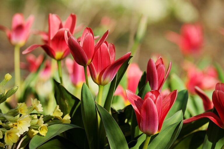 Tulipani colorati in un giardino, pronti a fiorire in primavera dopo la piantagione di novembre.