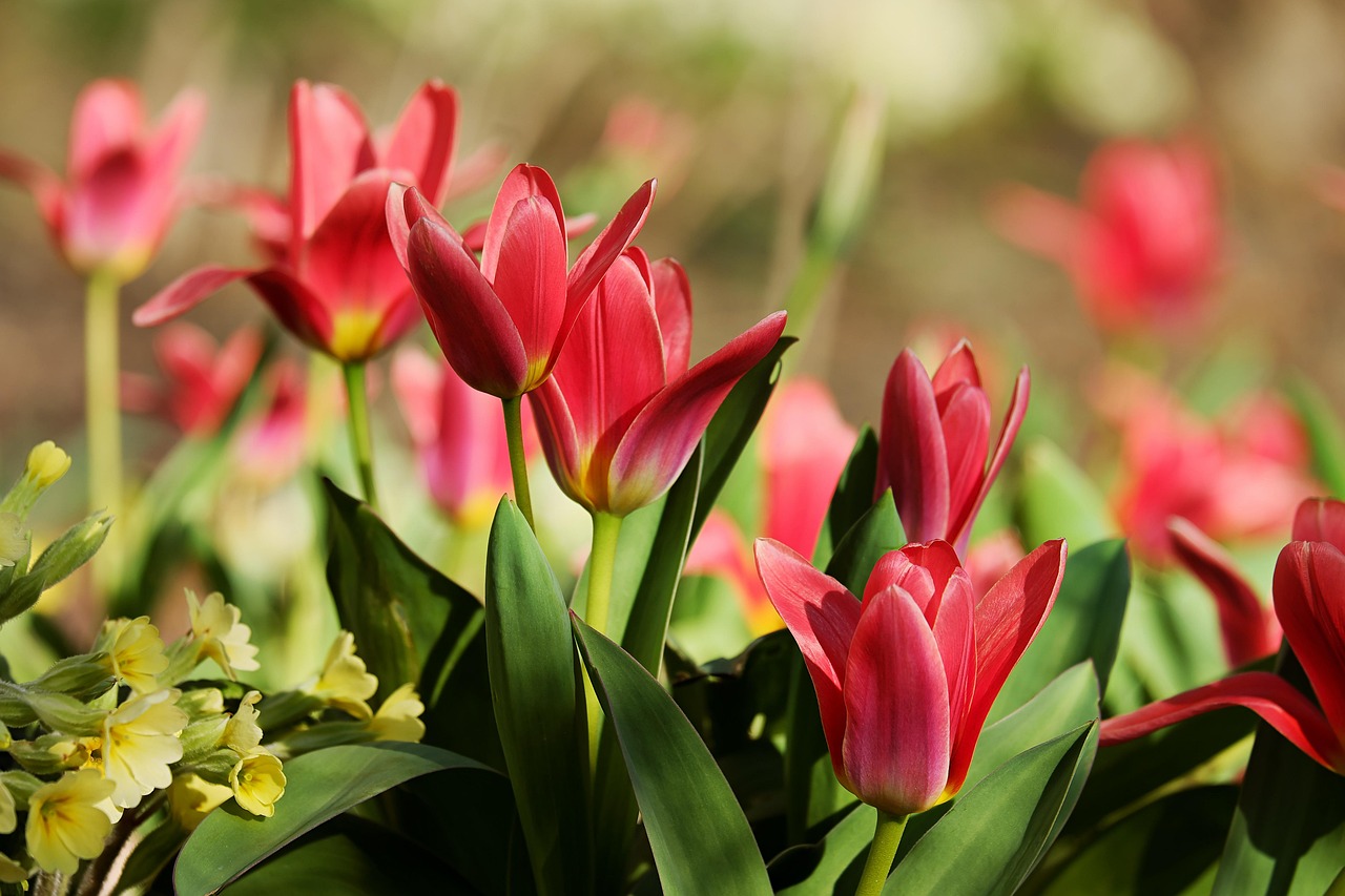 Tulipani colorati in un giardino, pronti a fiorire in primavera dopo la piantagione di novembre.