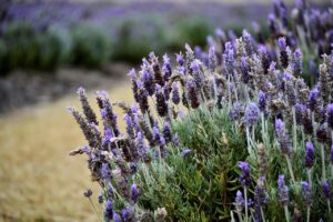 Cespugli di lavanda fioriti in un giardino, pronti per la potatura.