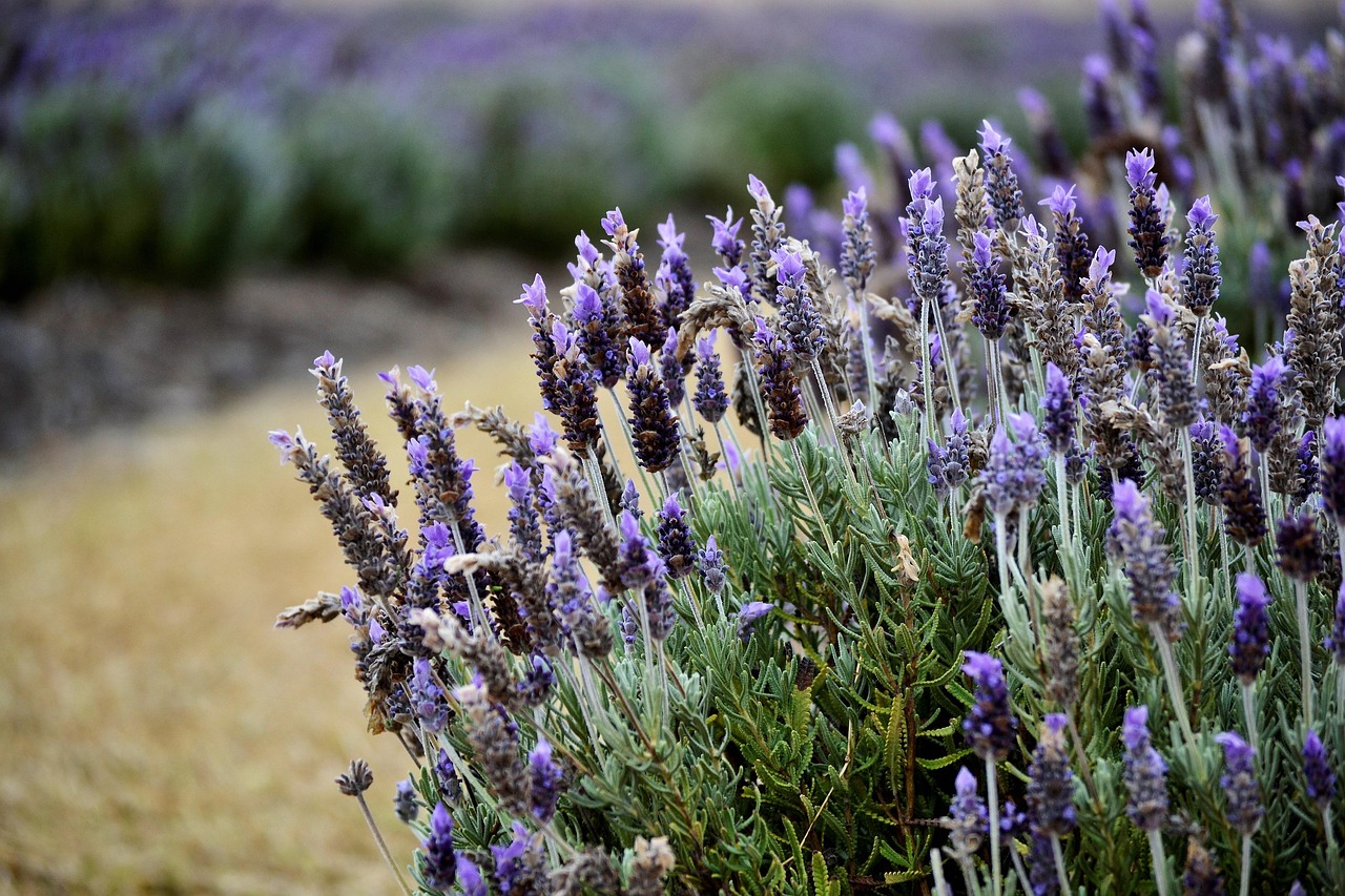 Cespugli di lavanda fioriti in un giardino, pronti per la potatura.