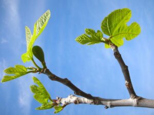 Giardiniere che pota un albero di fico, evidenziando la cura per un raccolto sano.