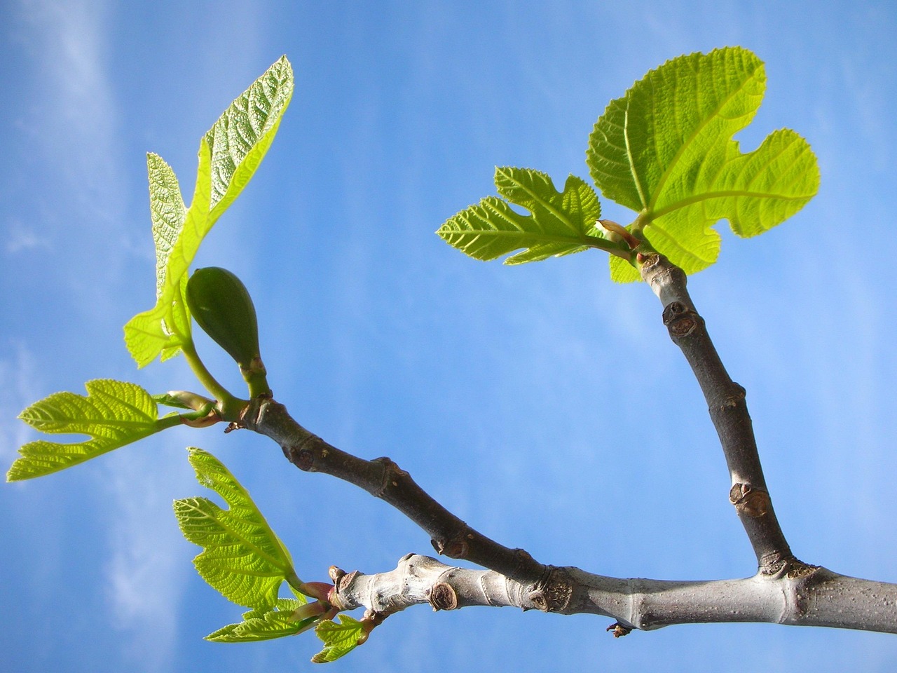 Giardiniere che pota un albero di fico, evidenziando la cura per un raccolto sano.
