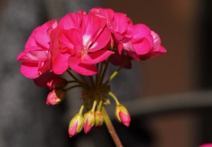 Geranio in vaso con foglie verdi, terreno e un chiodo arrugginito conficcato.