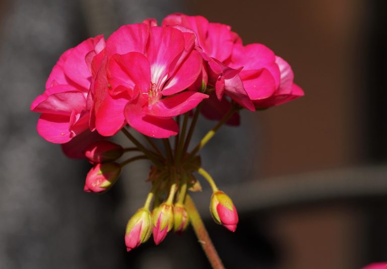 Geranio in vaso con foglie verdi, terreno e un chiodo arrugginito conficcato.