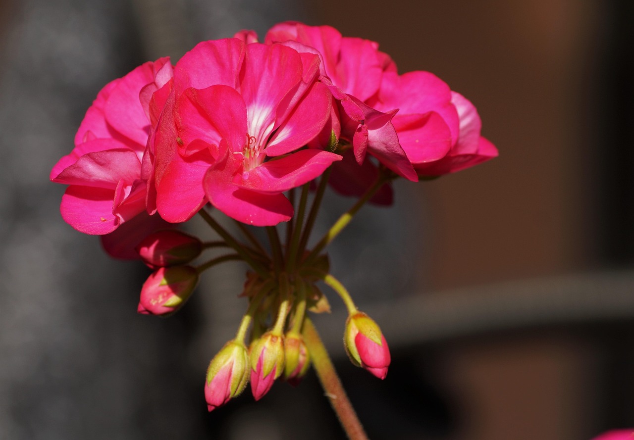 Geranio in vaso con foglie verdi, terreno e un chiodo arrugginito conficcato.