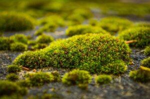 Muschio verde su prato, con attrezzi naturali per la sua rimozione senza chimica.
