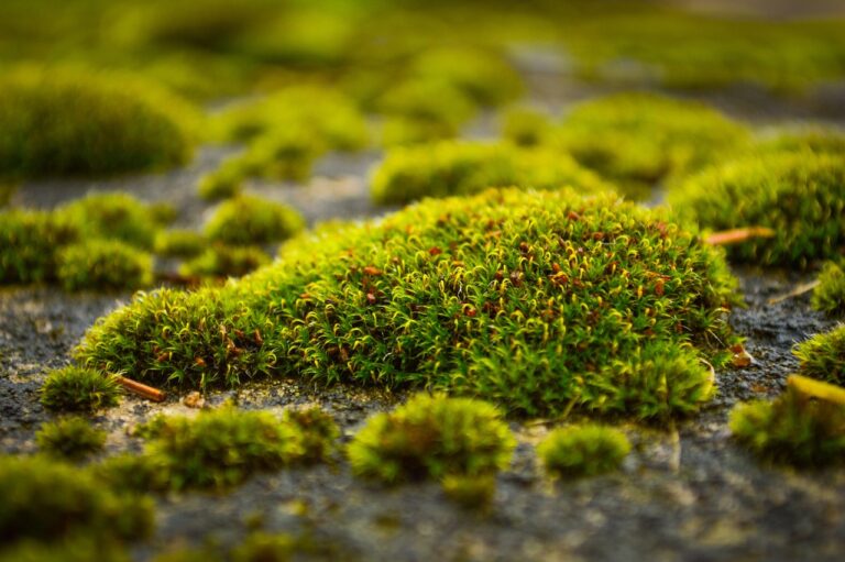 Muschio verde su prato, con attrezzi naturali per la sua rimozione senza chimica.
