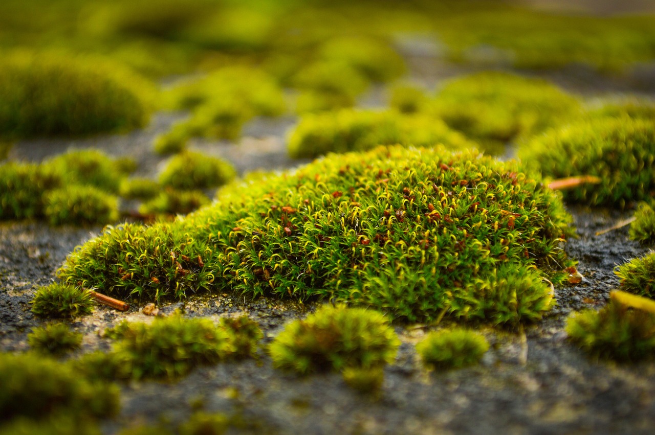 Muschio verde su prato, con attrezzi naturali per la sua rimozione senza chimica.