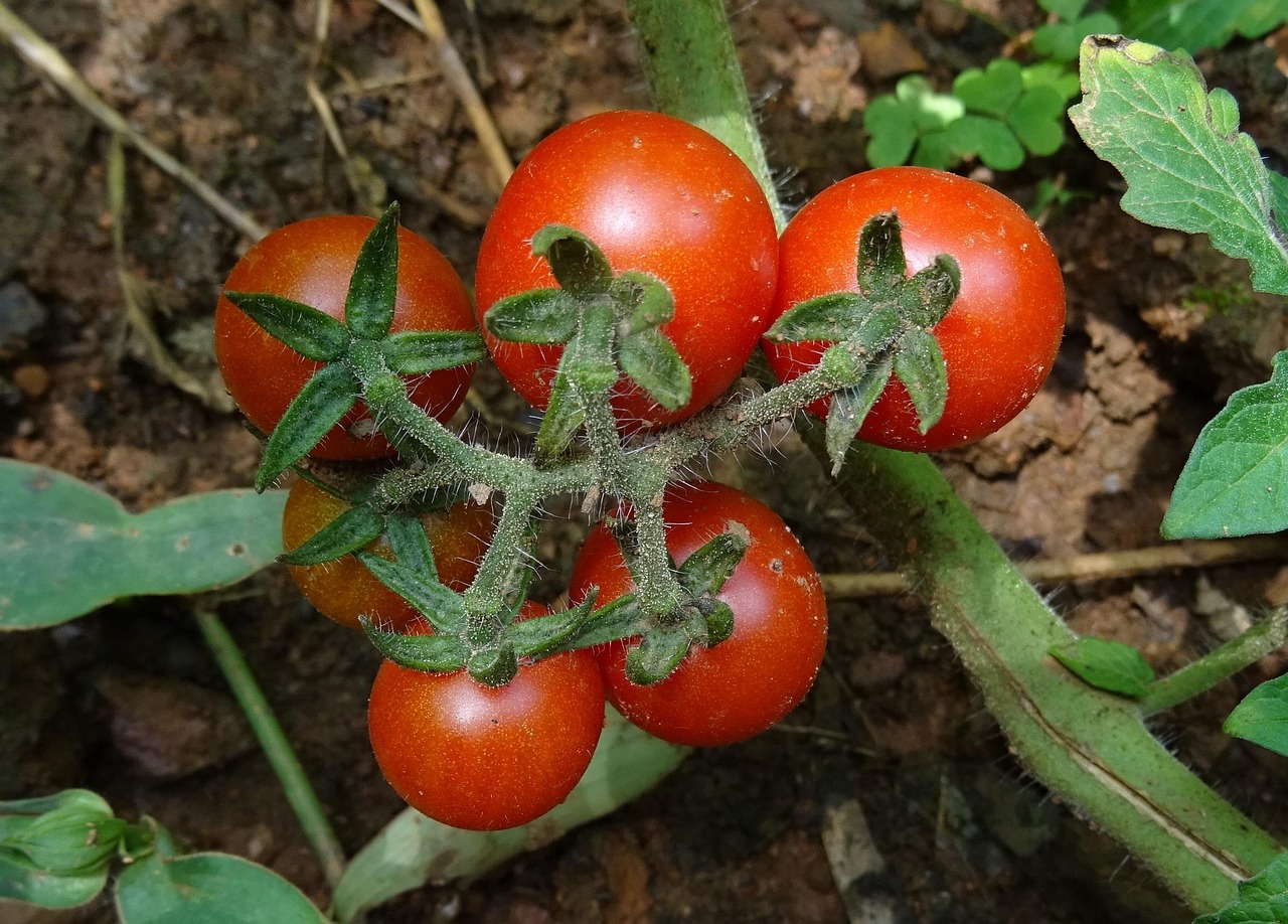 Pomodori con germogli ascellari rimossi, pronti per raddoppiare il raccolto.