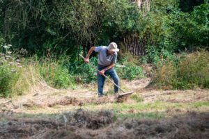 Pacciamatura con paglia in un orto, per proteggere dal caldo e trattenere l'acqua.