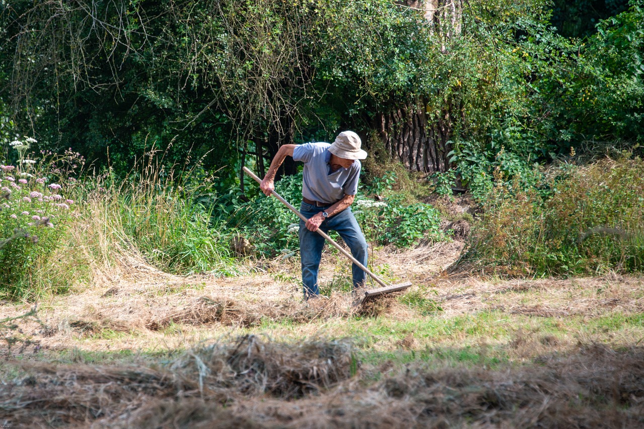 Pacciamatura con paglia in un orto, per proteggere dal caldo e trattenere l'acqua.