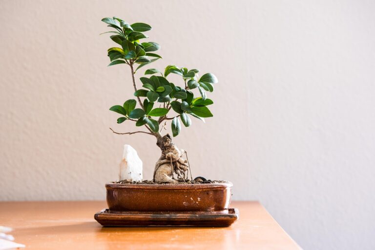 Bonsai ficus ginseng con foglie verdi, evidenziando la sensibilità al trapianto e alle correnti d'aria.