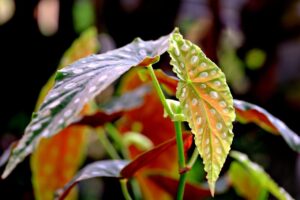 Begonia maculata con foglie a pois, pianta ornamentale popolare per il suo aspetto unico.
