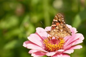 Fiori colorati nel giardino, ideali per attirare farfalle e abbellire lo spazio verde.