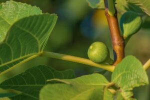 Potatura di un albero di fico per una raccolta abbondante e dolce di frutti.