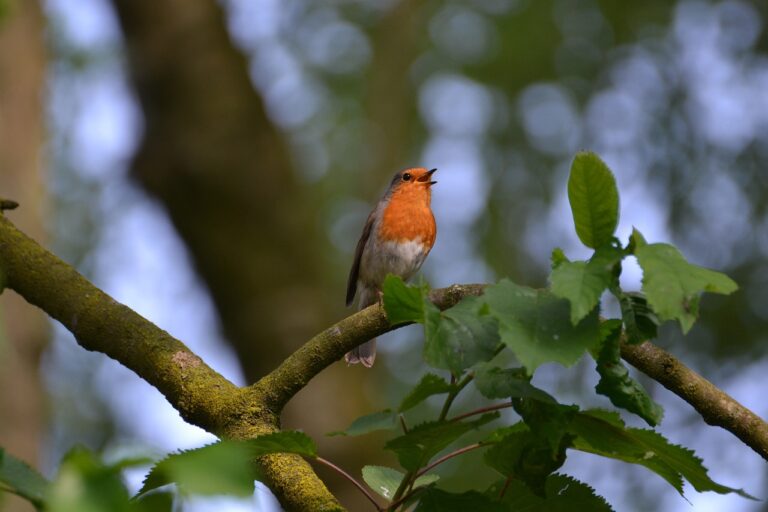Pettirosso con campanellino al collare di un gatto nel giardino, simbolo di protezione della fauna.