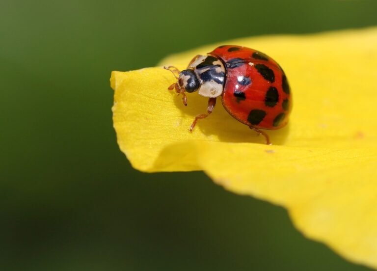 Coccinella su una foglia verde, simbolo della lotta biologica contro i parassiti in giardino.